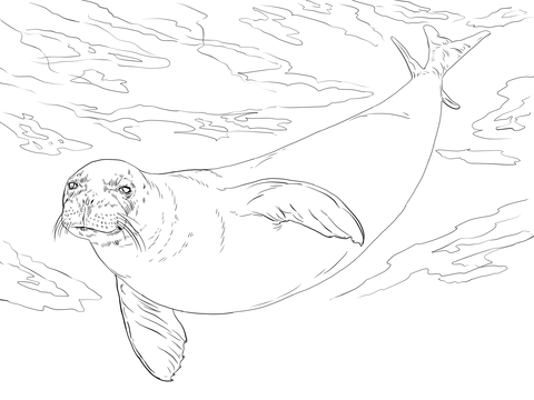 Monk Seal Coloring Page